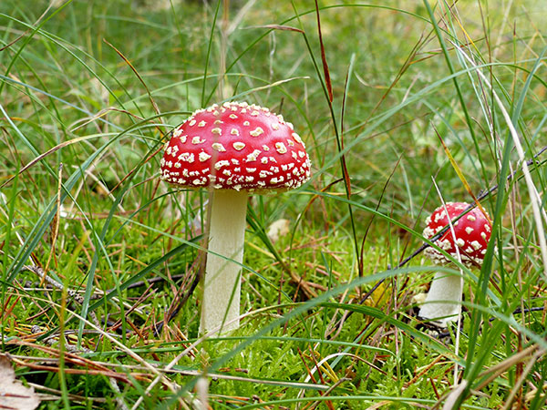Käbelick 1