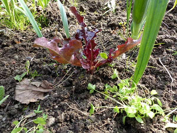 24 Garten April 4