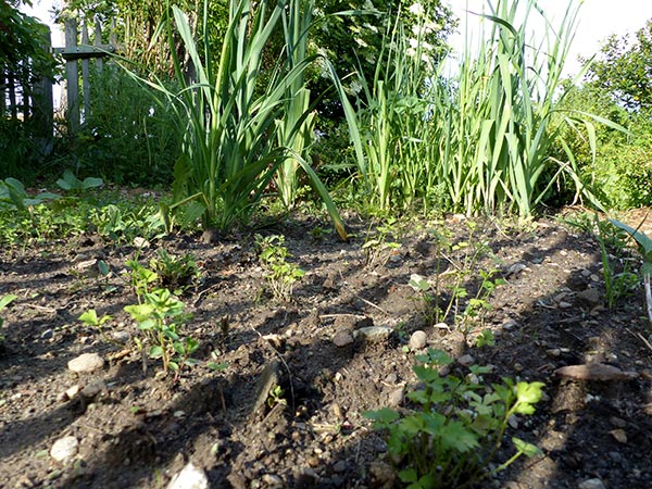 24 Garten Mai 1