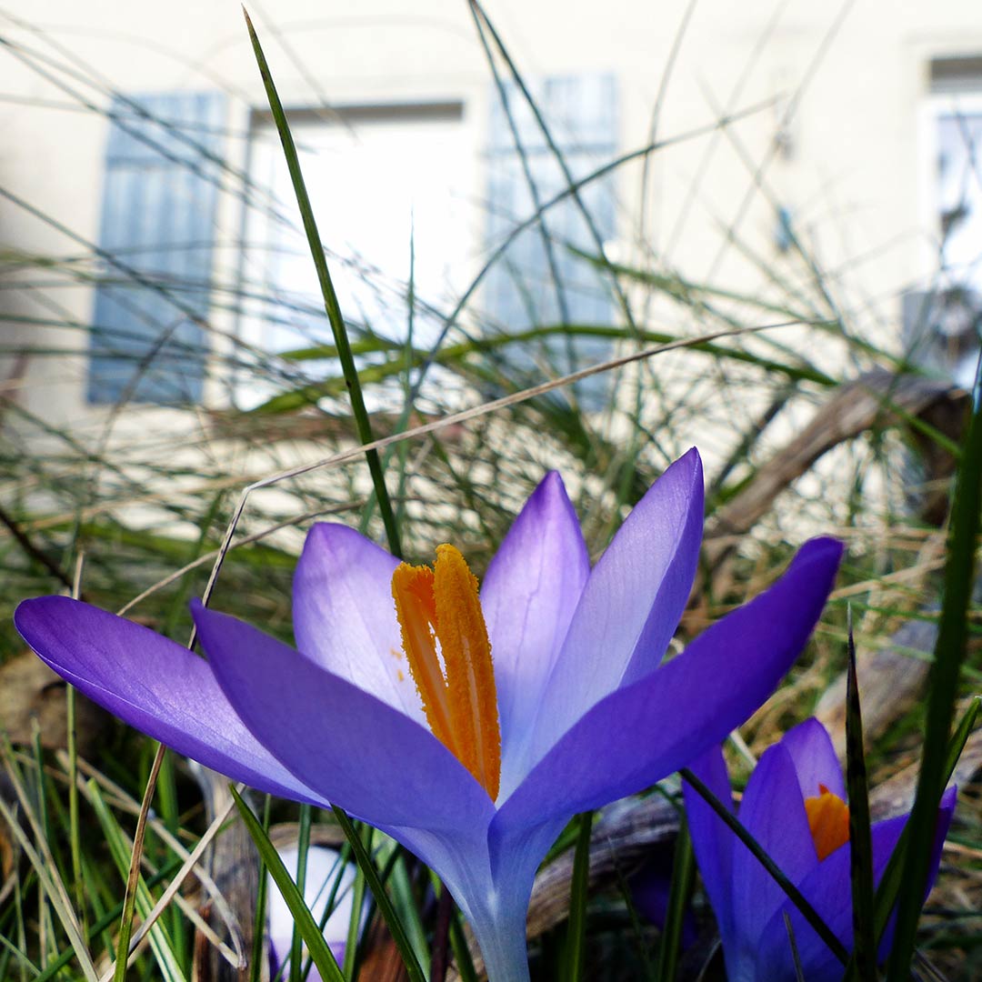 Frühling