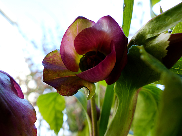 Frühling 6