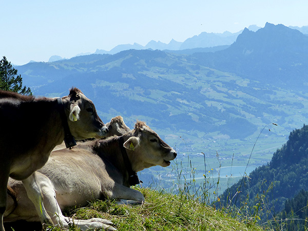 Rigi Alm