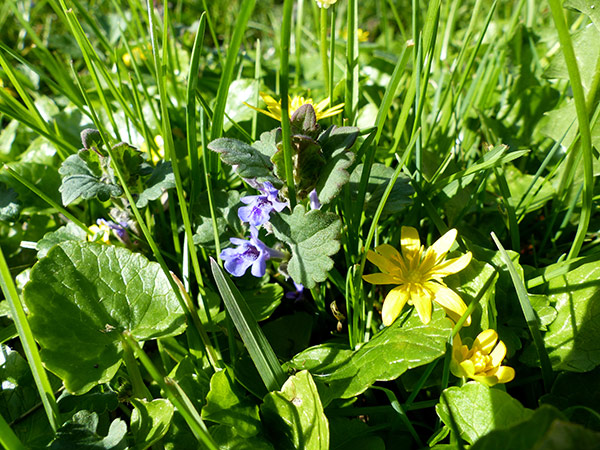 Natur Im Garten 4