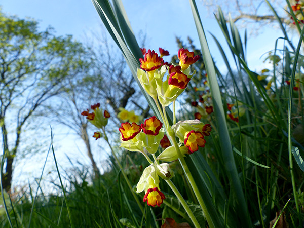 Natur Im Garten 5