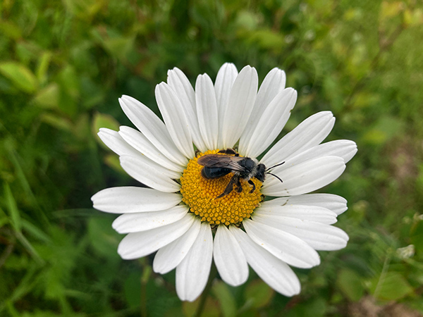 Natur Im Garten 6