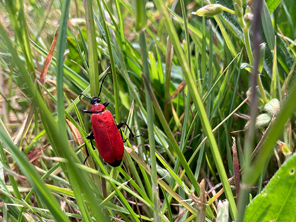 Natur Im Garten 7